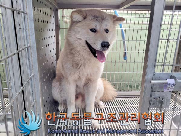 종료(안락사) 믹스…